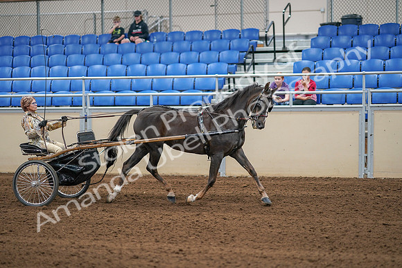 2020 - AB Morgan Horse - Sat, Sept 05 - 05953