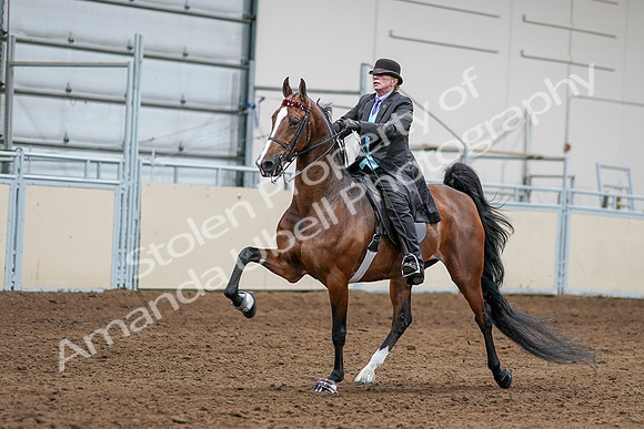 2020 - AB Morgan Horse - Sat, Sept 05 - 13155