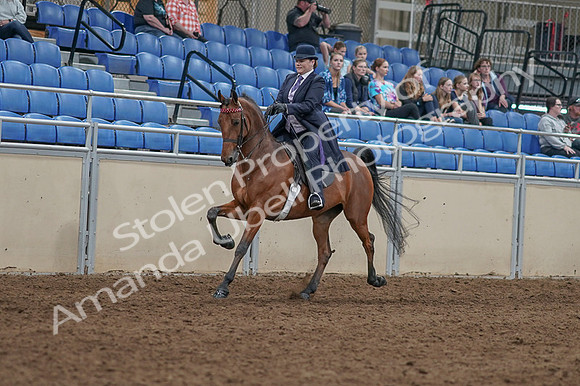 2020 - AB Morgan Horse - Fri, Sept 04 - 11459