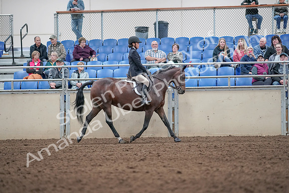 2019 Morgan Horse Show - Aug 31, 2019 - 19692