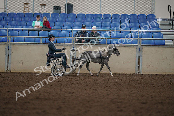 2019 Morgan Horse Show - Aug 31, 2019 - 04521