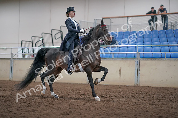 2019 Morgan Horse Show - Aug 31, 2019 - 20695