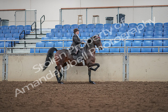 2019 Morgan Horse Show - Aug 30, 2019 - 28086