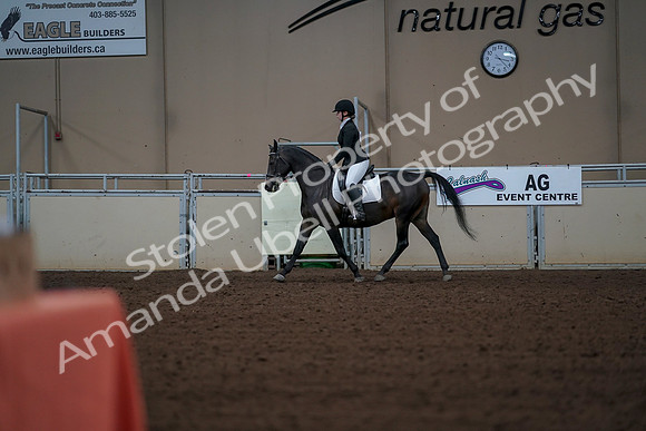 2019 Morgan Horse Show - Aug 30, 2019 - 18375