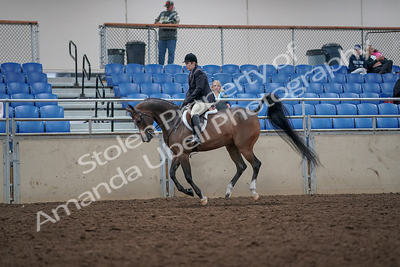 2019 Morgan Horse Show - Aug 31, 2019 - 16038