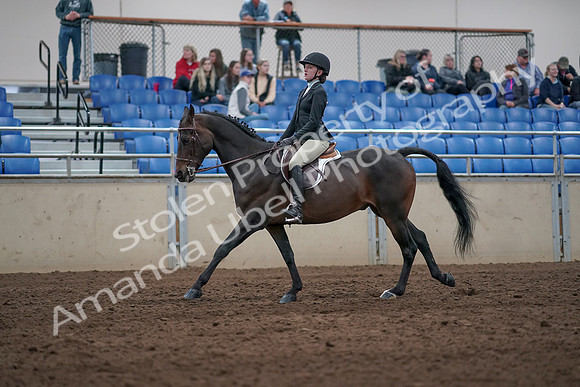 2019 Morgan Horse Show - Aug 31, 2019 - 20642