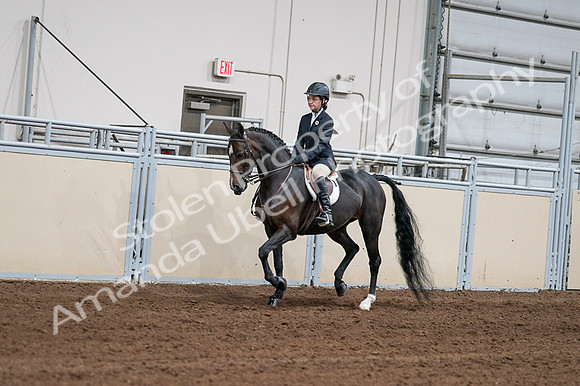 2020 - AB Morgan Horse - Fri, Sept 04 - 02007