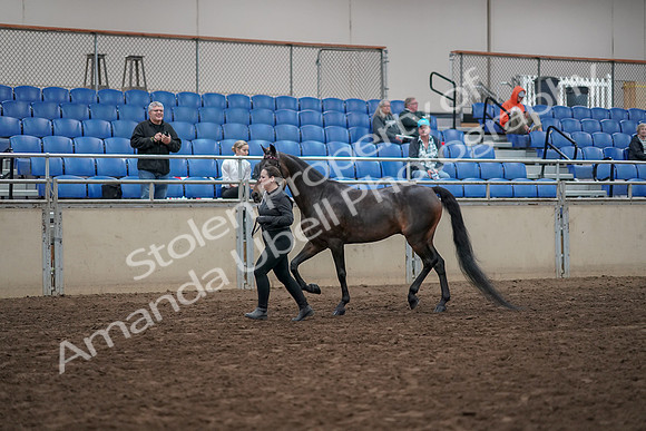 2019 Morgan Horse Show - Aug 31, 2019 - 03963