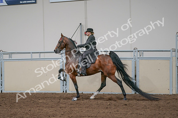 2020 - AB Morgan Horse - Fri, Sept 04 - 09683