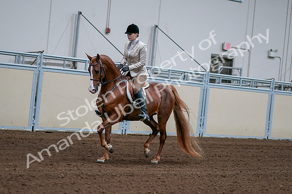 2020 - AB Morgan Horse - Fri, Sept 04 - 01623