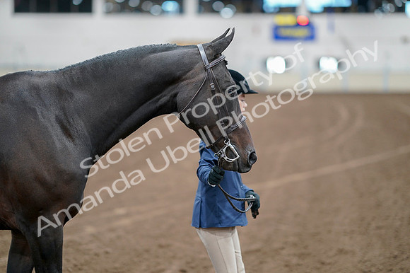 2020 - AB Morgan Horse - Fri, Sept 04 - 00781