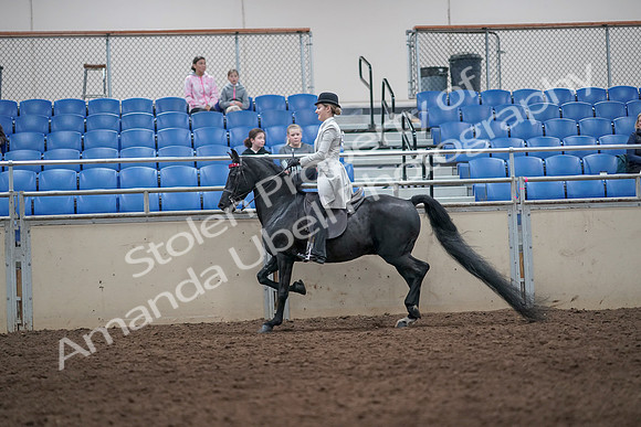2019 Morgan Horse Show - Aug 31, 2019 - 09243