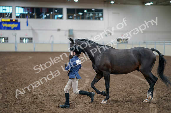 2020 - AB Morgan Horse - Fri, Sept 04 - 00932
