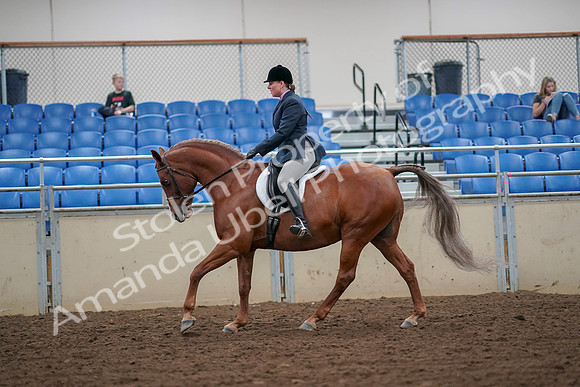 2019 Morgan Horse Show - Aug 30, 2019 - 16317