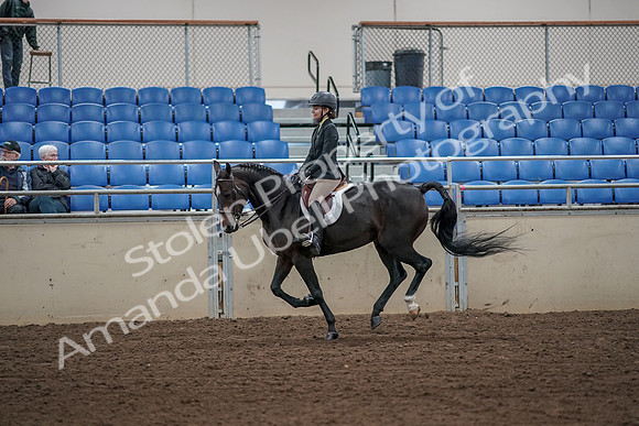 2019 Morgan Horse Show - Aug 31, 2019 - 05032