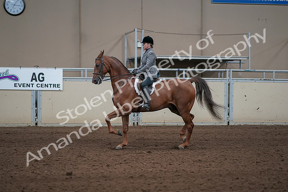 2019 Morgan Horse Show - Sept 01, 2019 - 12283