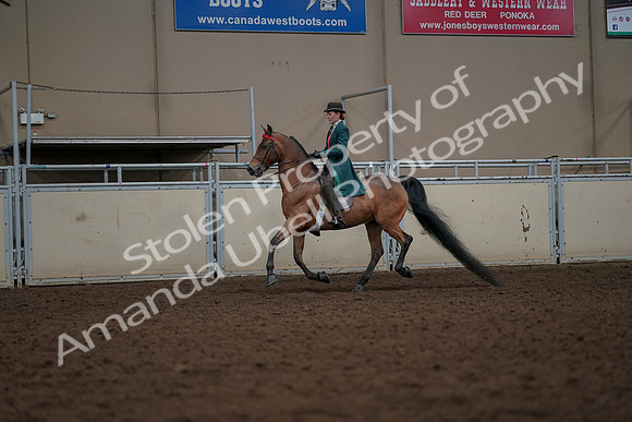 2019 Morgan Horse Show - Aug 30, 2019 - 27908