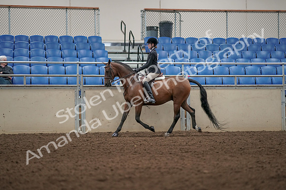 2019 Morgan Horse Show - Aug 31, 2019 - 04970