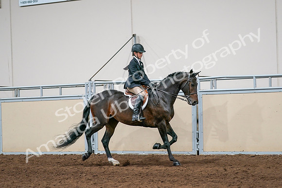 2020 - AB Morgan Horse - Sun, Sept 06 - 08078