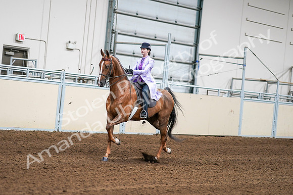 2020 - AB Morgan Horse - Fri, Sept 04 - 04904