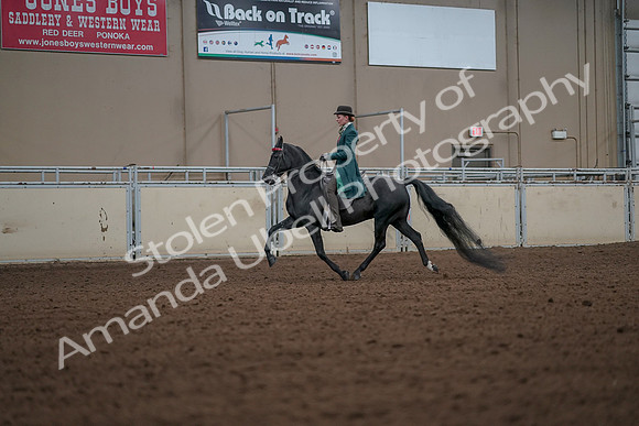 2019 Morgan Horse Show - Aug 30, 2019 - 15432