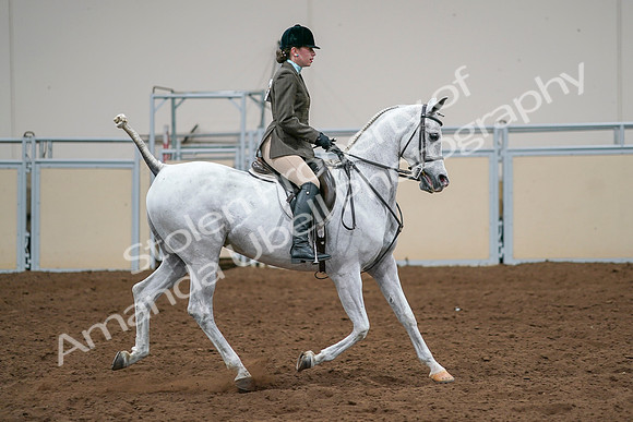 2020 - AB Morgan Horse - Sat, Sept 05 - 14540