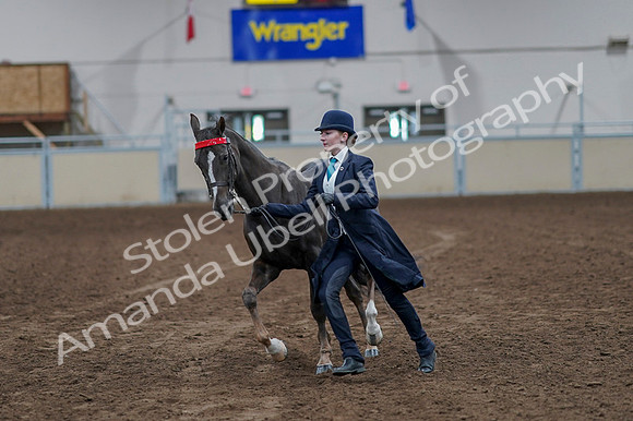 2020 - AB Morgan Horse - Fri, Sept 04 - 00896