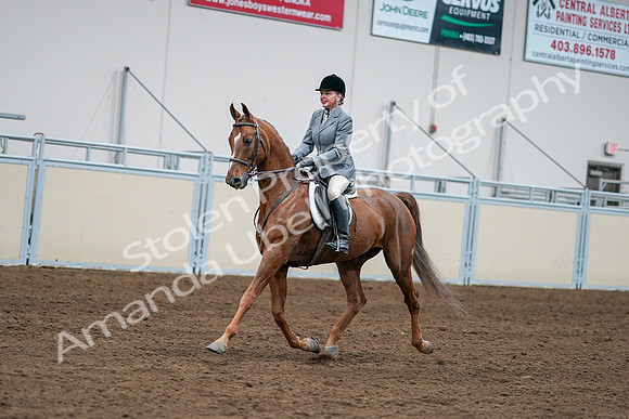 2020 - AB Morgan Horse - Sat, Sept 05 - 03269