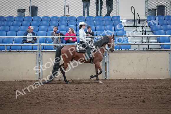 2019 Morgan Horse Show - Sept 01, 2019 - 07148