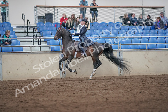 2019 Morgan Horse Show - Aug 31, 2019 - 20676