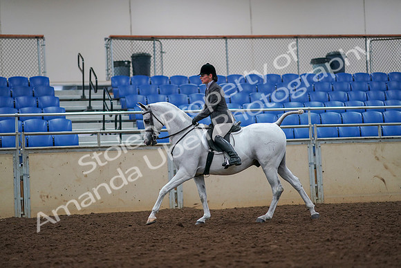 2019 Morgan Horse Show - Aug 30, 2019 - 17444