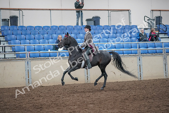 2019 Morgan Horse Show - Aug 31, 2019 - 09471