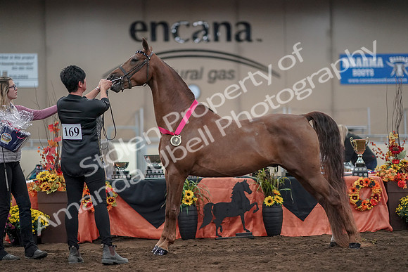 2019 Morgan Horse Show - Aug 31, 2019 - 01395