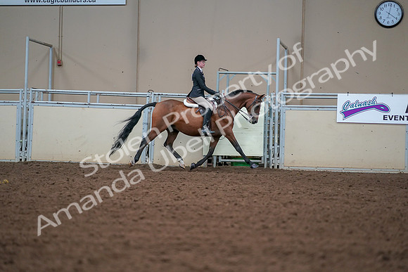 2019 Morgan Horse Show - Aug 30, 2019 - 20916