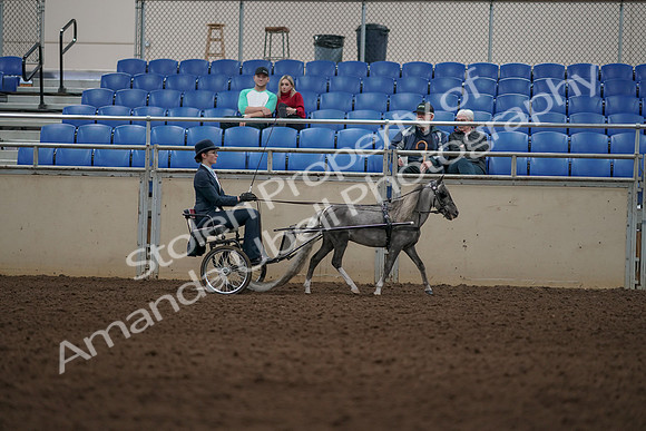2019 Morgan Horse Show - Aug 31, 2019 - 04424
