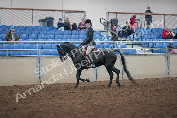 2019 Morgan Horse Show - Aug 31, 2019 - 14669