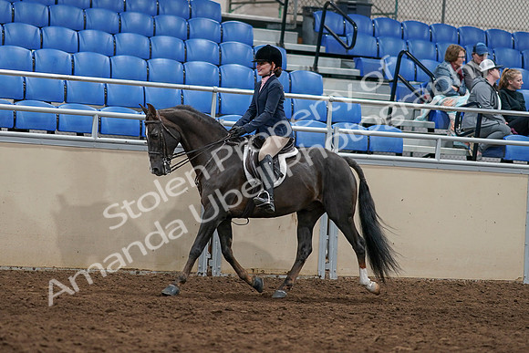 2020 - AB Morgan Horse - Sun, Sept 06 - 07742