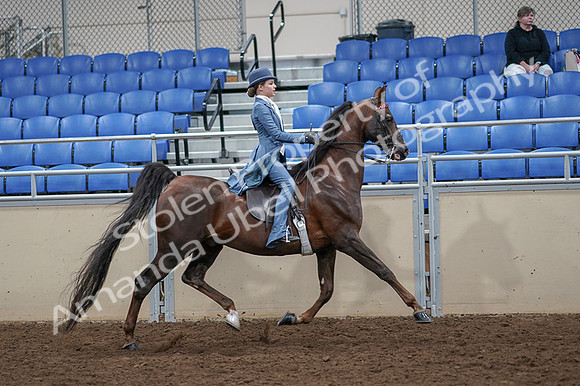 2020 - AB Morgan Horse - Fri, Sept 04 - 05207