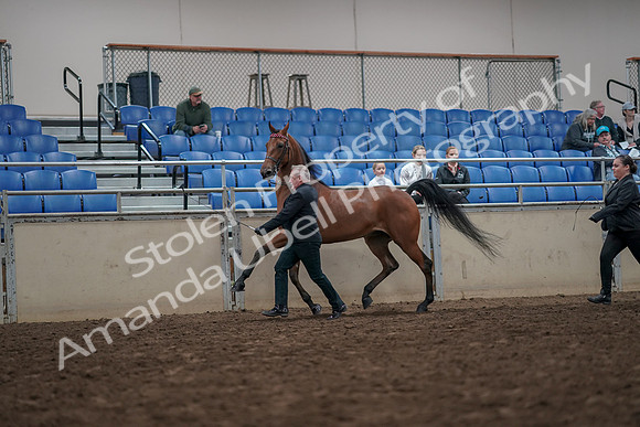 2019 Morgan Horse Show - Aug 31, 2019 - 03580