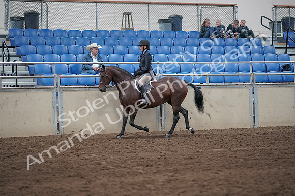 2019 Morgan Horse Show - Sept 01, 2019 - 12755