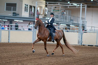 2020 - AB Morgan Horse - Fri, Sept 04 - 06236