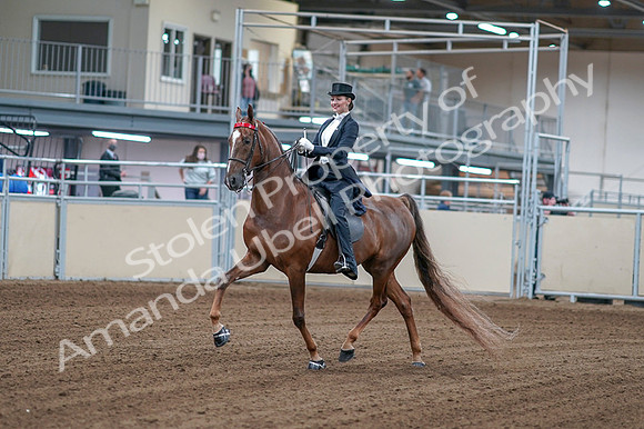 2020 - AB Morgan Horse - Fri, Sept 04 - 06236