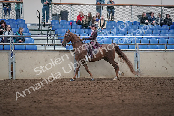2019 Morgan Horse Show - Aug 31, 2019 - 20624