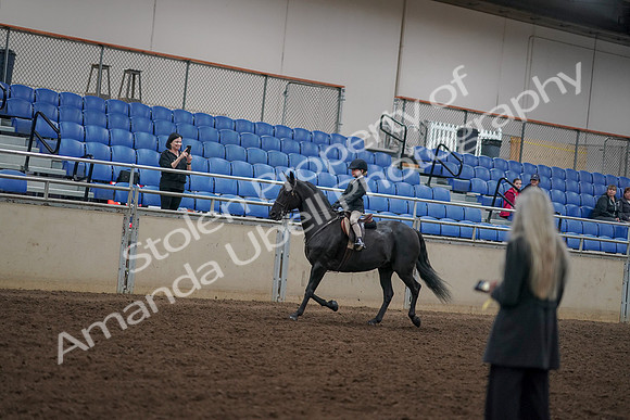 2019 Morgan Horse Show - Aug 30, 2019 - 12675