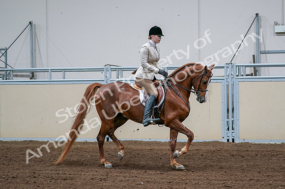 2020 - AB Morgan Horse - Fri, Sept 04 - 01715