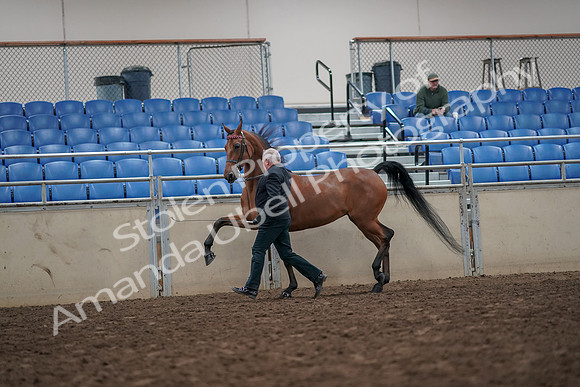2019 Morgan Horse Show - Aug 31, 2019 - 03585
