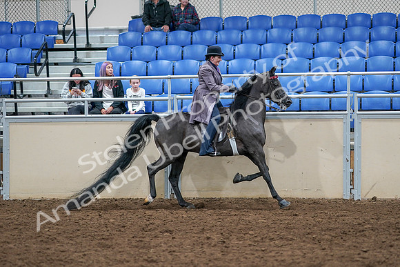 2020 - AB Morgan Horse - Sat, Sept 05 - 13838