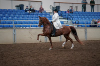 2019 Morgan Horse Show - Aug 31, 2019 - 17852