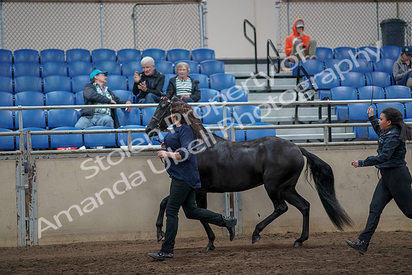 2019 Morgan Horse Show - Aug 31, 2019 - 00901