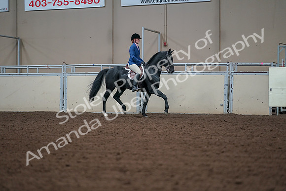 2019 Morgan Horse Show - Aug 30, 2019 - 18560